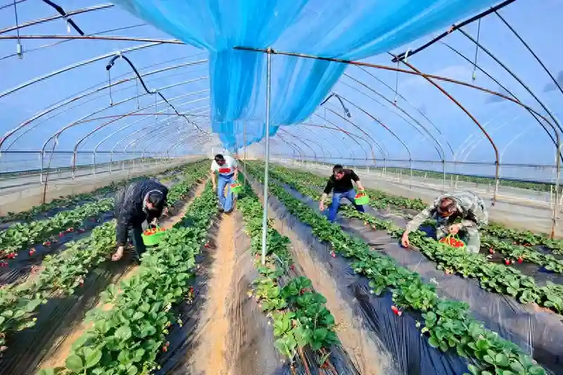 水果产业“硕果累累” 乡村振兴“活力满满”