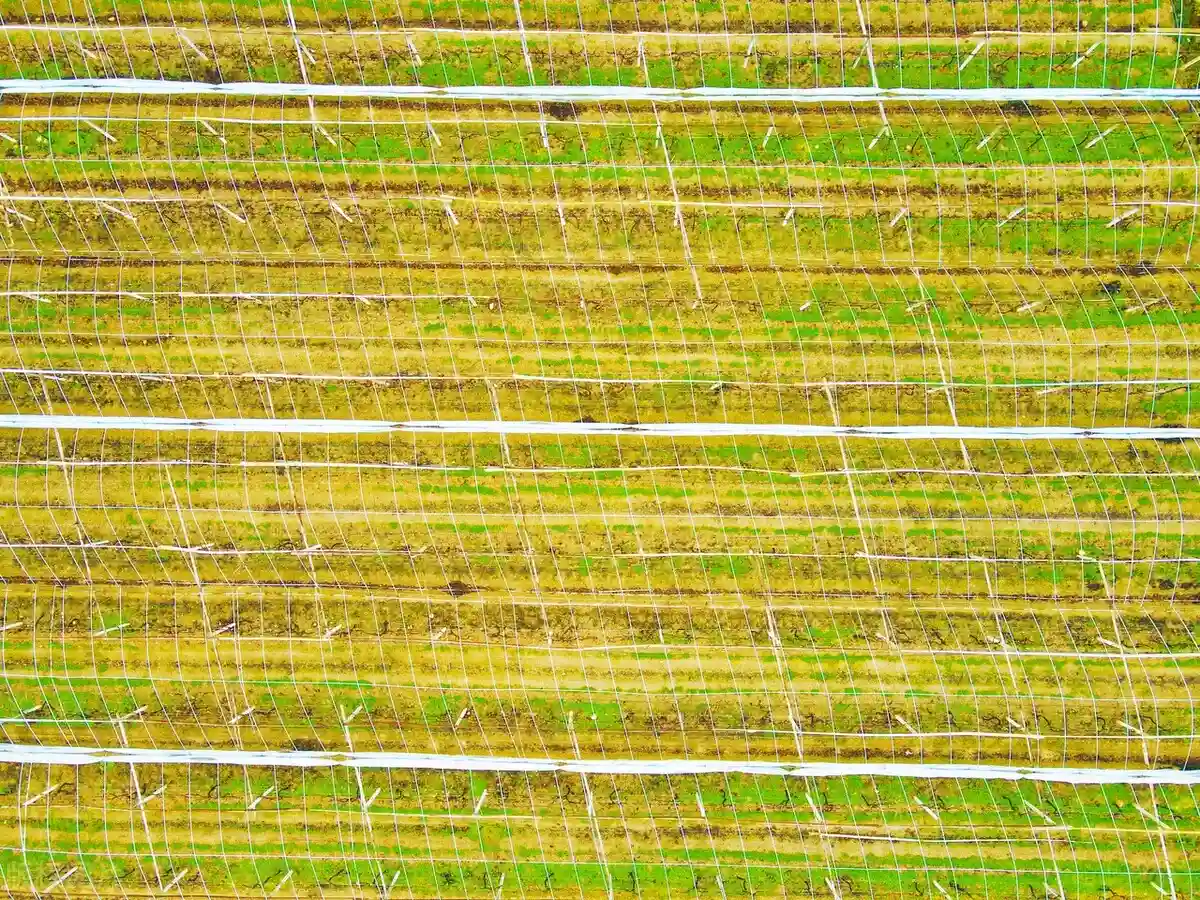 加盟社区团购，一个小水果店的兴亡史