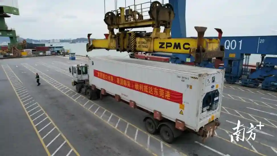 市民有口福了！东莞港启动进口水果业务