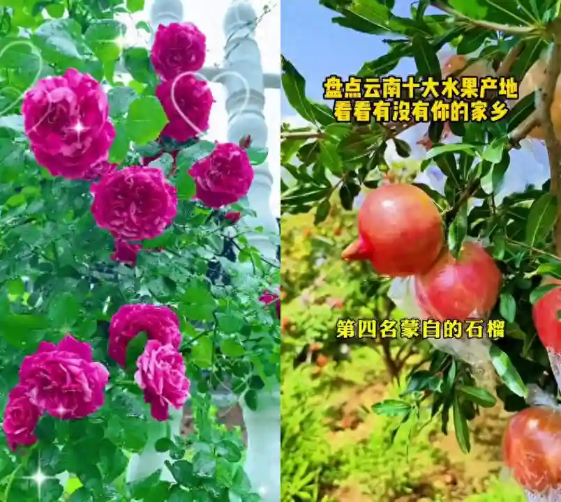 盘点云南十大水果产地，有没有你的家乡？