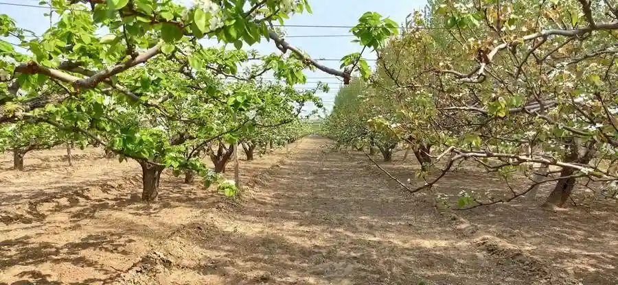 扎根乡村，冠县青年抢“鲜”蹚开水果“外贸”路