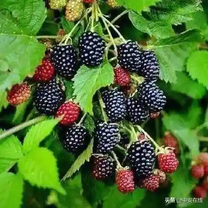 超详细合肥水果采摘游地图，一定要收好