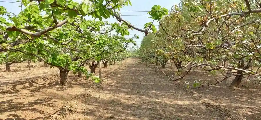 扎根乡村，冠县青年抢“鲜”蹚开水果“外贸”路