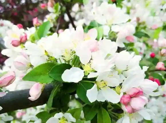 识花｜有花才会有果，带你认识68种水果花