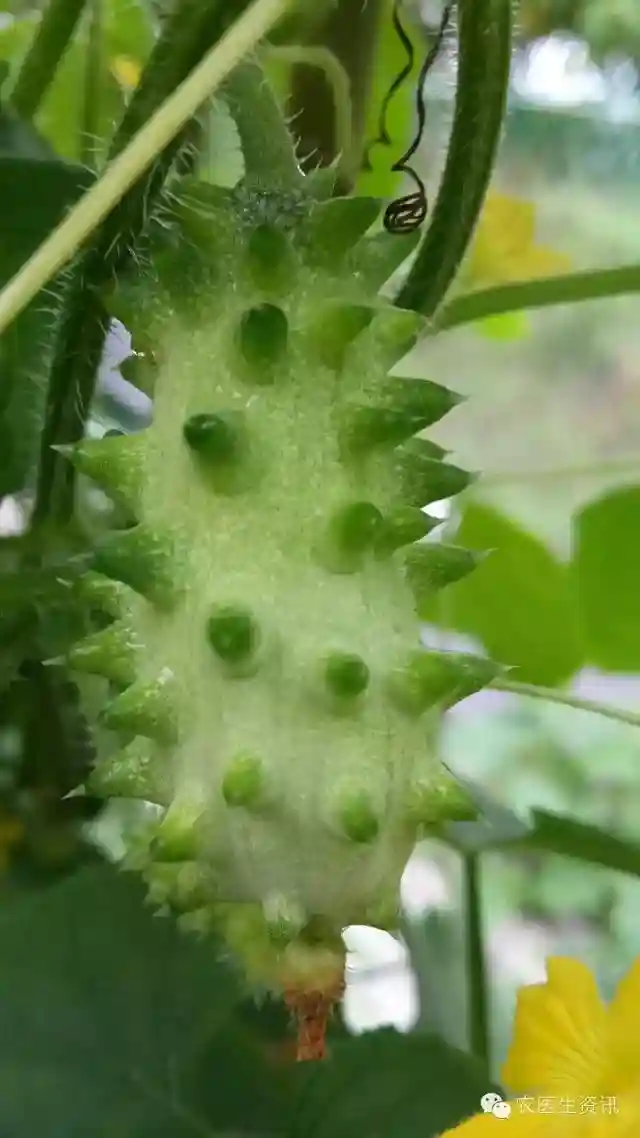 浑身长刺还按个卖的水果，想致富就种它！