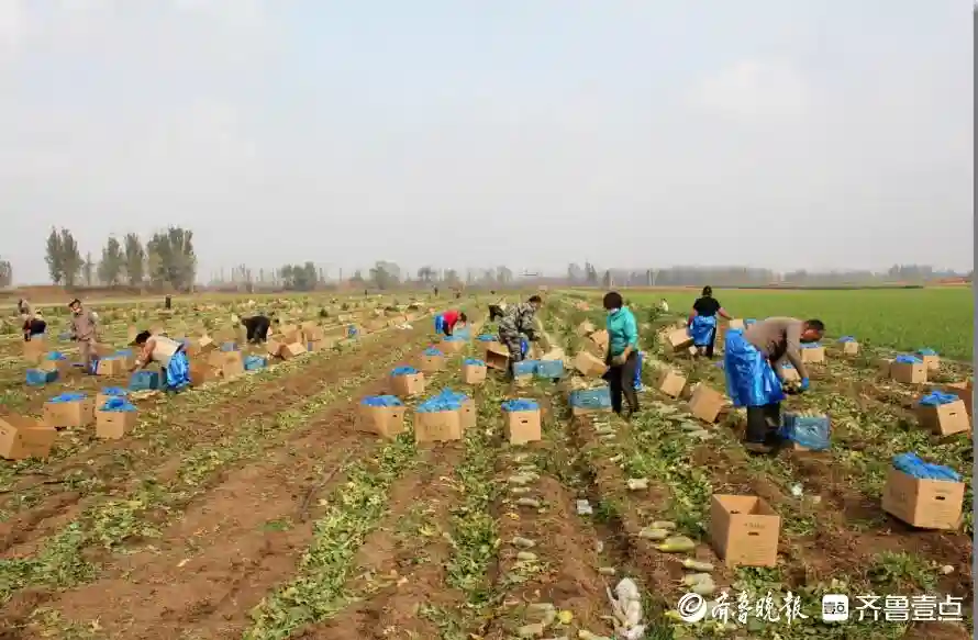 平度水果萝卜上市 特色产业助力乡村振兴