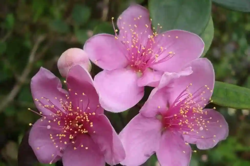 快看看，要消失的农场水果吧！你见过几种呢？