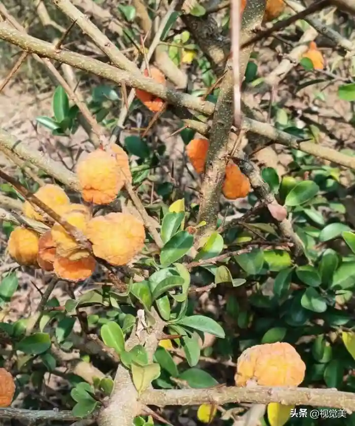 祁东一农民历时30年培育出一种水果新品