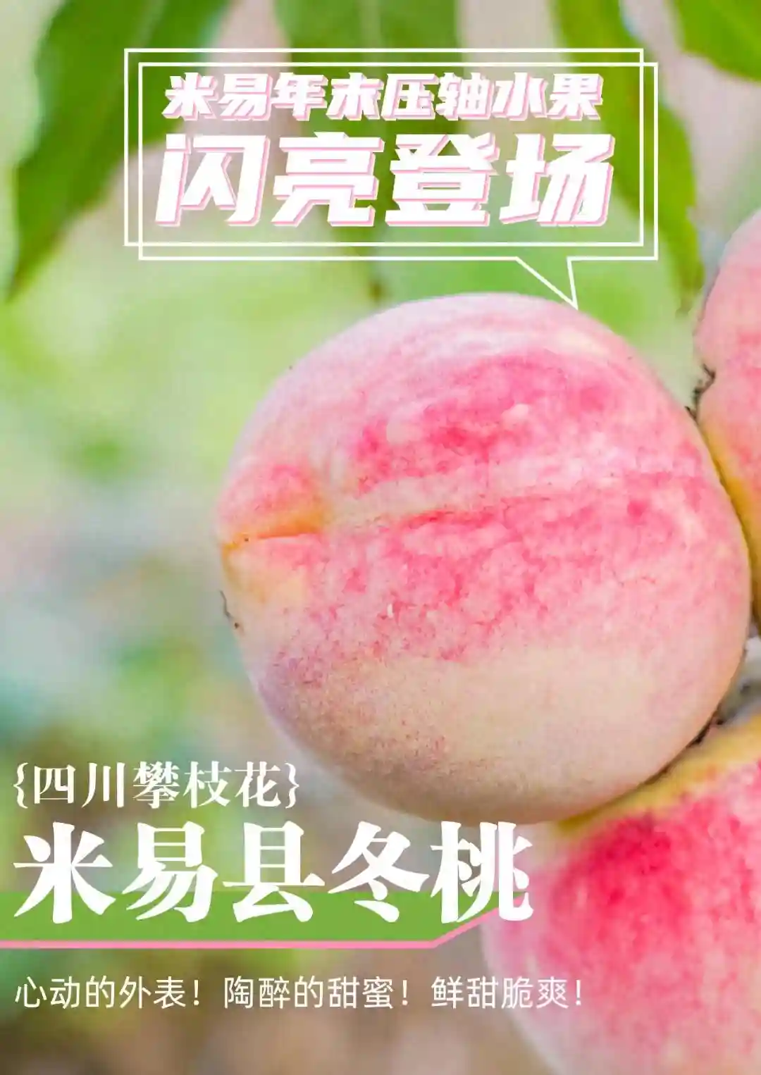 240多天的等待 米易年末压轴水果闪亮登场