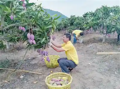 每年67万吨热带水果让世界品尝“三亚甜蜜”