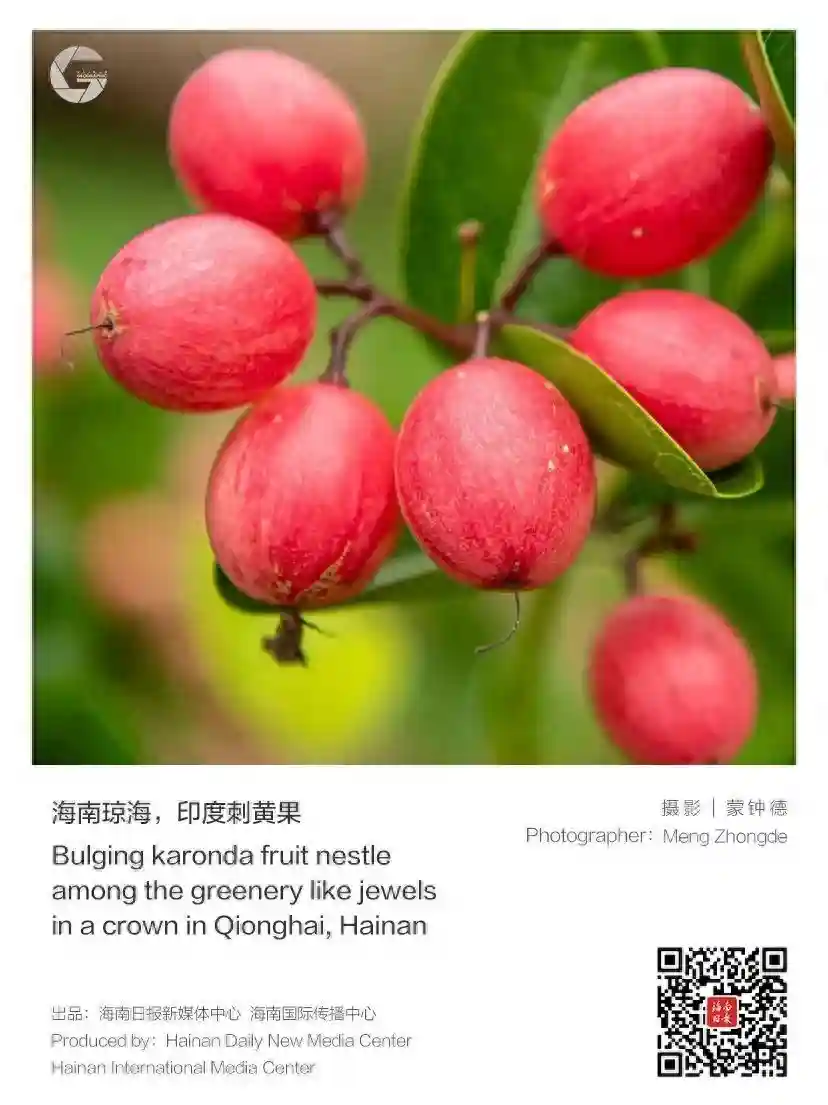 海南这些奇特水果，每一口都含金量满满🤩