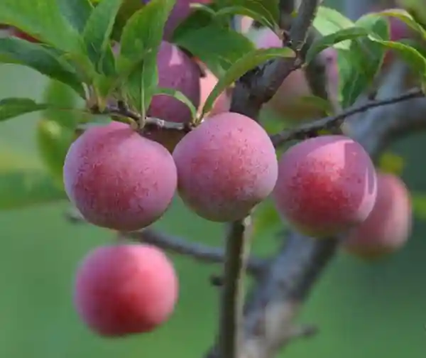 这3种水果，是天然的“双胞胎”，让人傻傻分不清