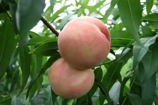 上海本地时令水果怎么挑？这些技巧你要知道