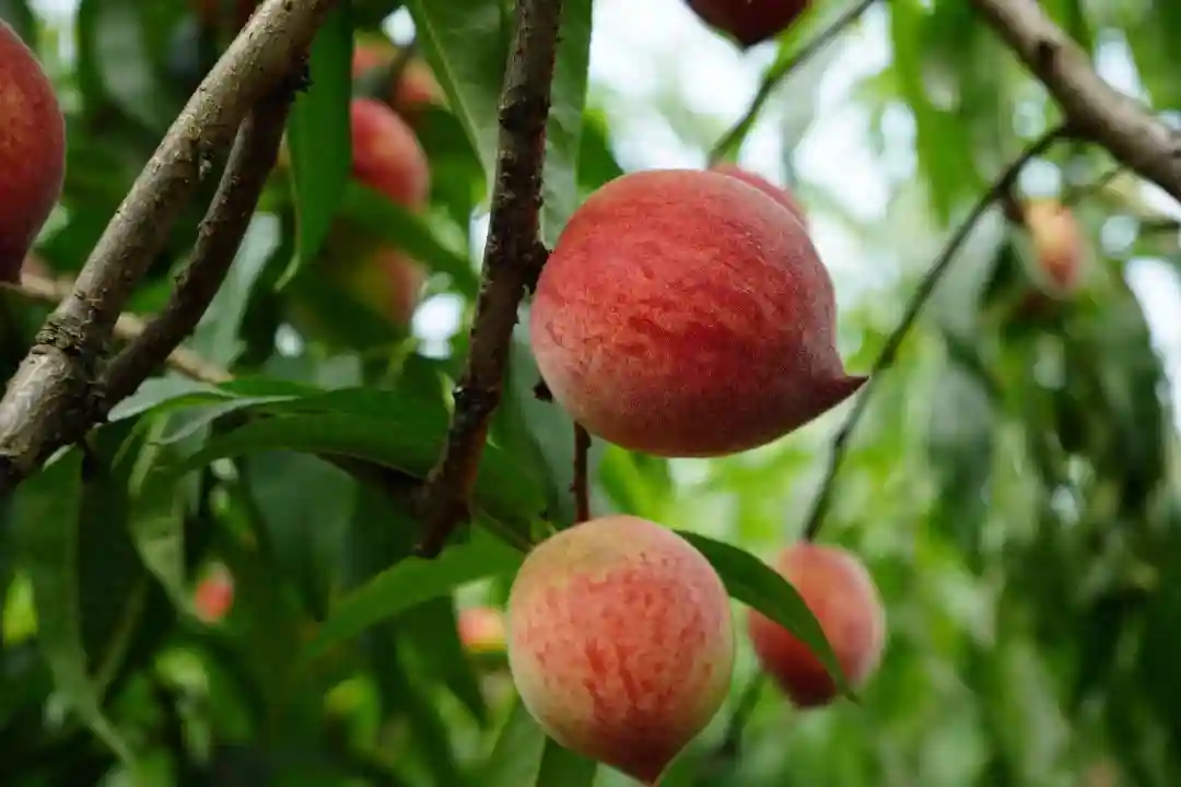 夏日果味甜蜜来袭！奉上乐山水果采摘好去处！