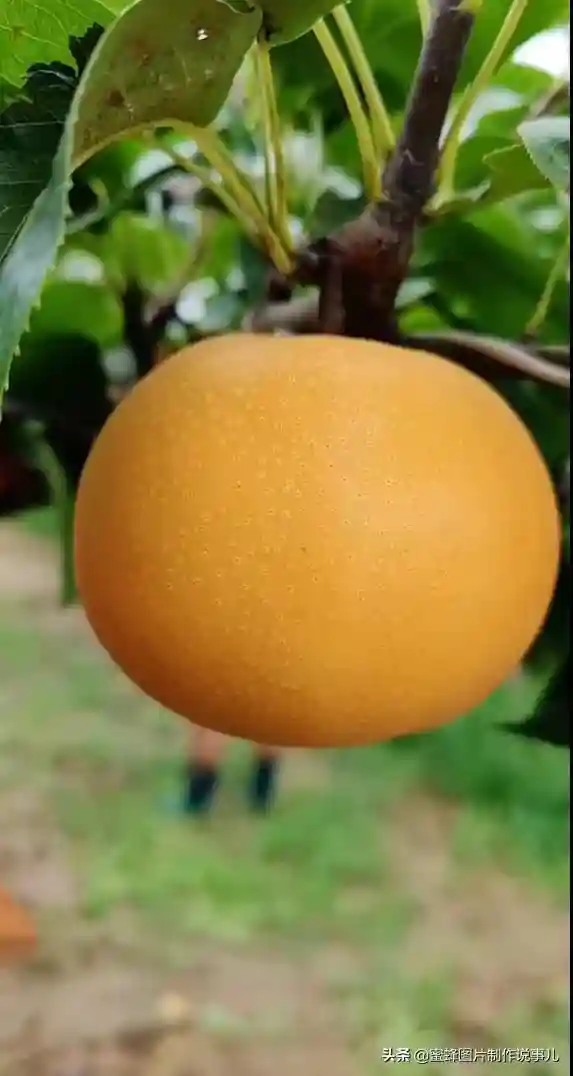 壁纸美图，各种奇异的水果，诱人食欲，丰收在望