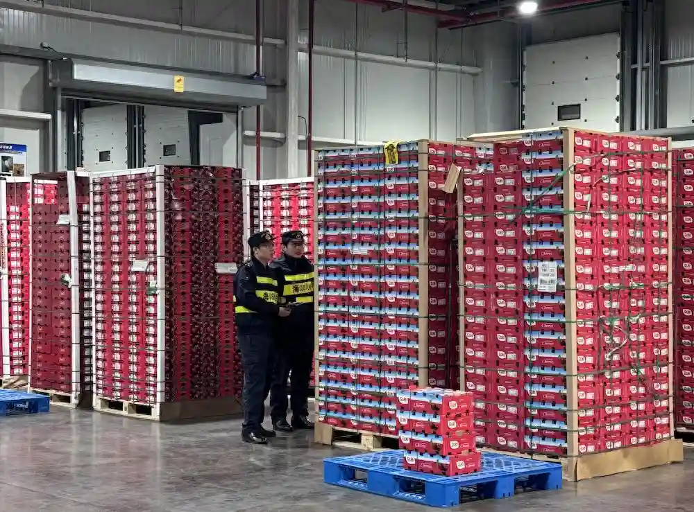 “网红水果”智利车厘子又来了，首船近千吨抵沪