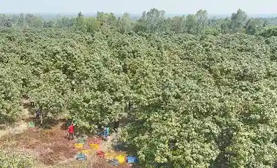 共建“一带一路”：喜看柬埔寨水果全产业链发展