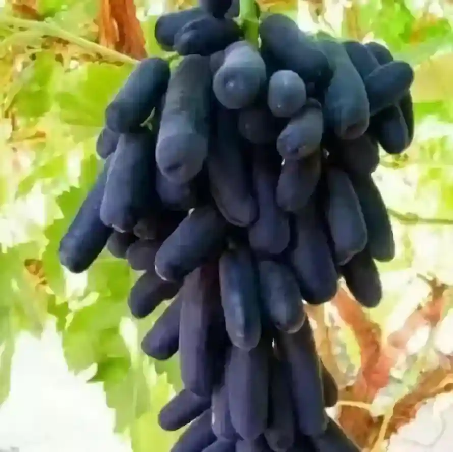 水果界新晋“网红”大盘点，也许你会发现新商机