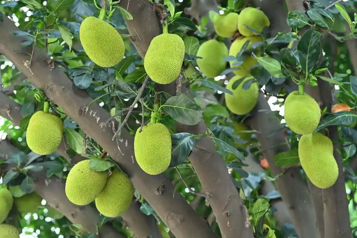 广西南宁街头景观树硕果累累满城水果飘香
