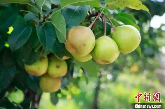 湖南新田壮大水果产业 趟出甜蜜增收致富路