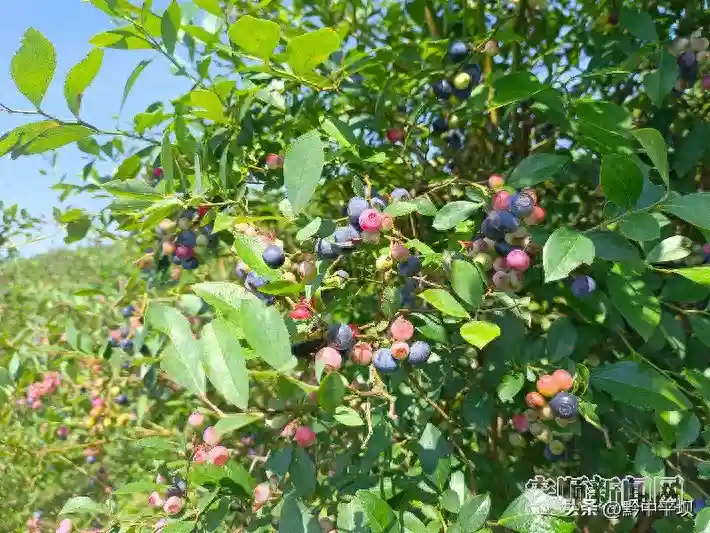 平坝区羊昌乡九龙村：精品小水果 “甜蜜”大产业