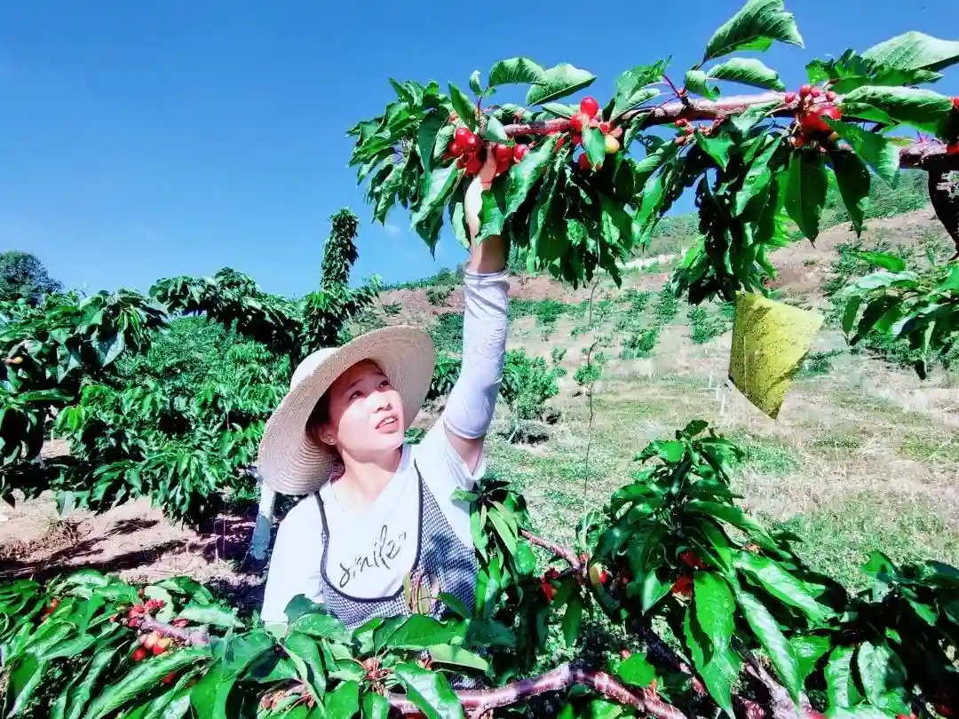 大理巍山：洋水果生根民强村 荒山坡变成“幸福林”