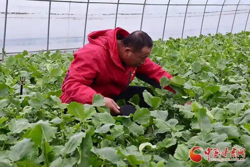 天津武清水果萝卜“远嫁”静宁 为群众增收辟新路