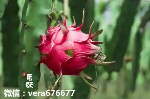 大事件，辰颐物语水果产品线升级，怎么代理加入