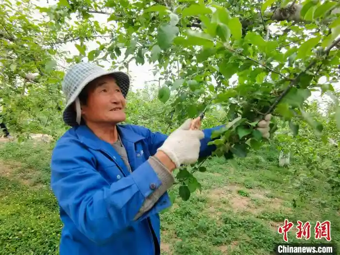 一个水果网套，如何撬动乡村经济大门？五万元就能突破年收百万？