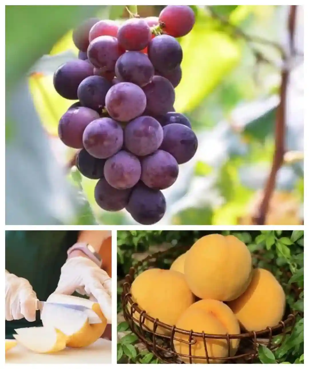 沪上19家公园7月15日起可买到本地产优质水果！