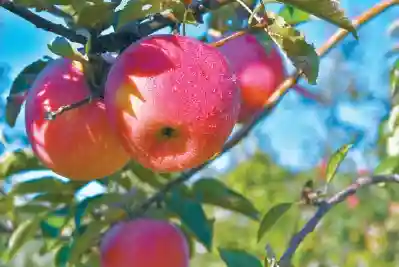 舌尖上的记忆回来了！“消失”的老北京水果正在复兴