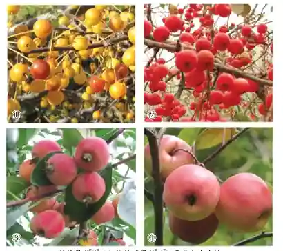 又小又酸的野苹果是如何变“甜美”，成为“水果之王”的？