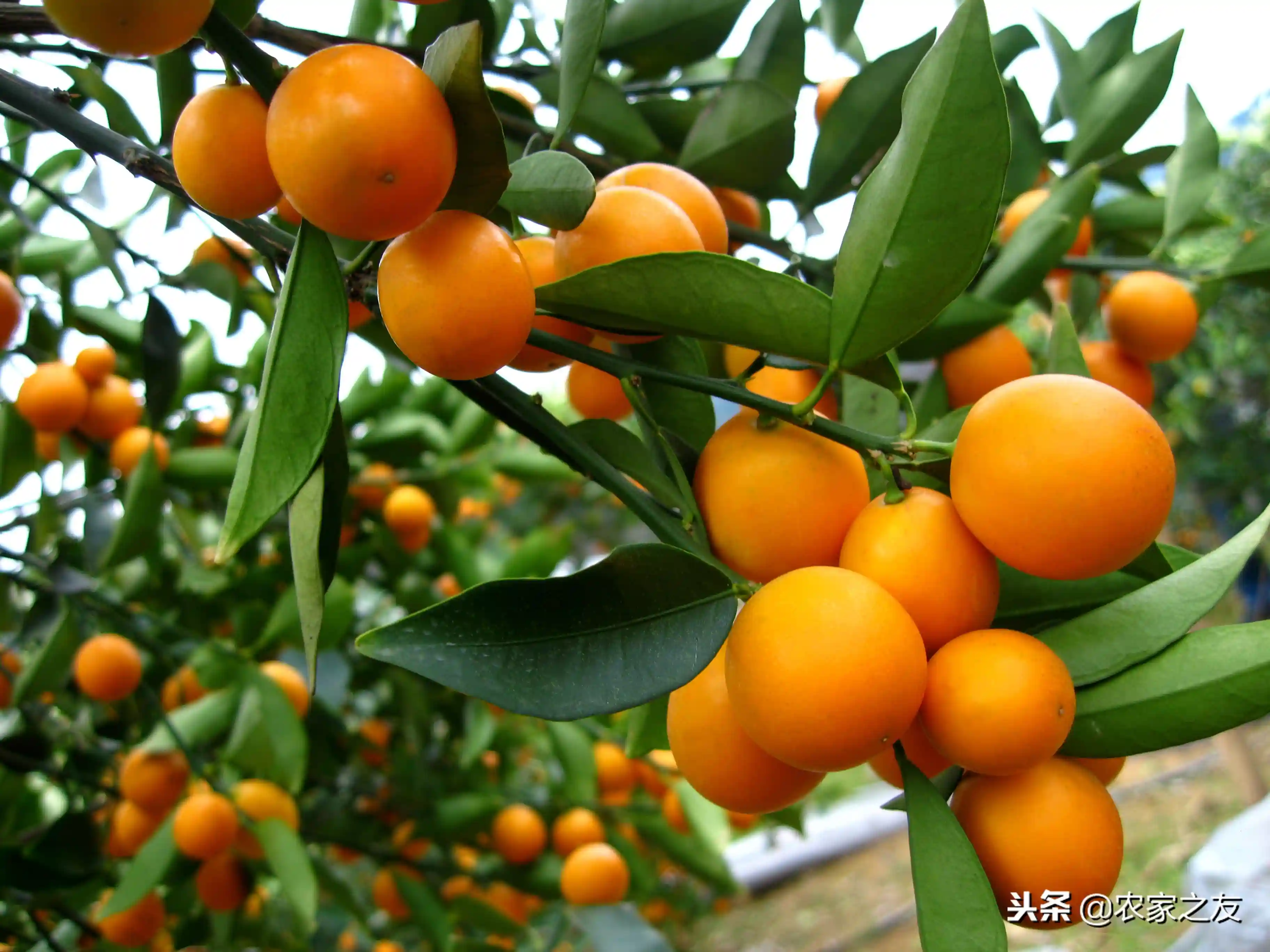 从沃柑的“武鸣现象”等来看广西最大宗的水果——柑橘