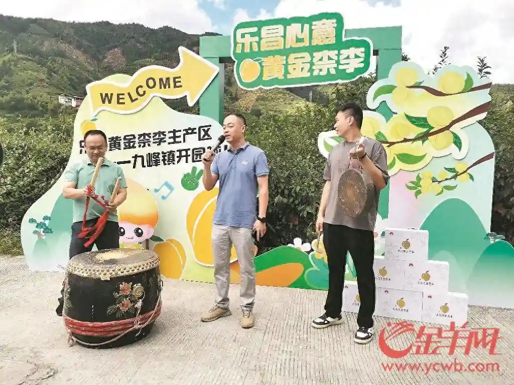 韶关乐昌黄金柰李种植基地开园 “超级水果”引客来