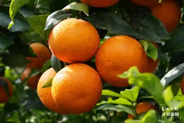 美好生活在云南｜大理宾川：环保酵素种出生态水果