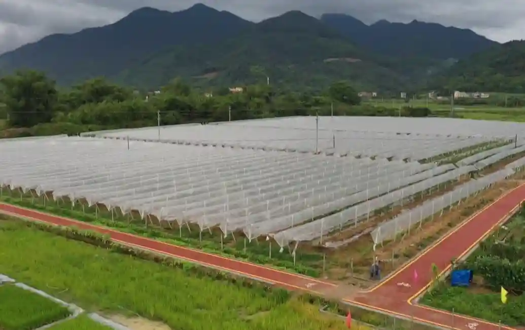 广州增城：打造新奇特水果品种 丰富游客采摘体验