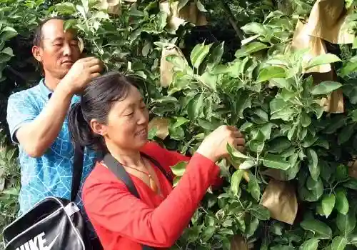 每年500亿巨额花费，水果套袋技术，究竟该不该继续？
