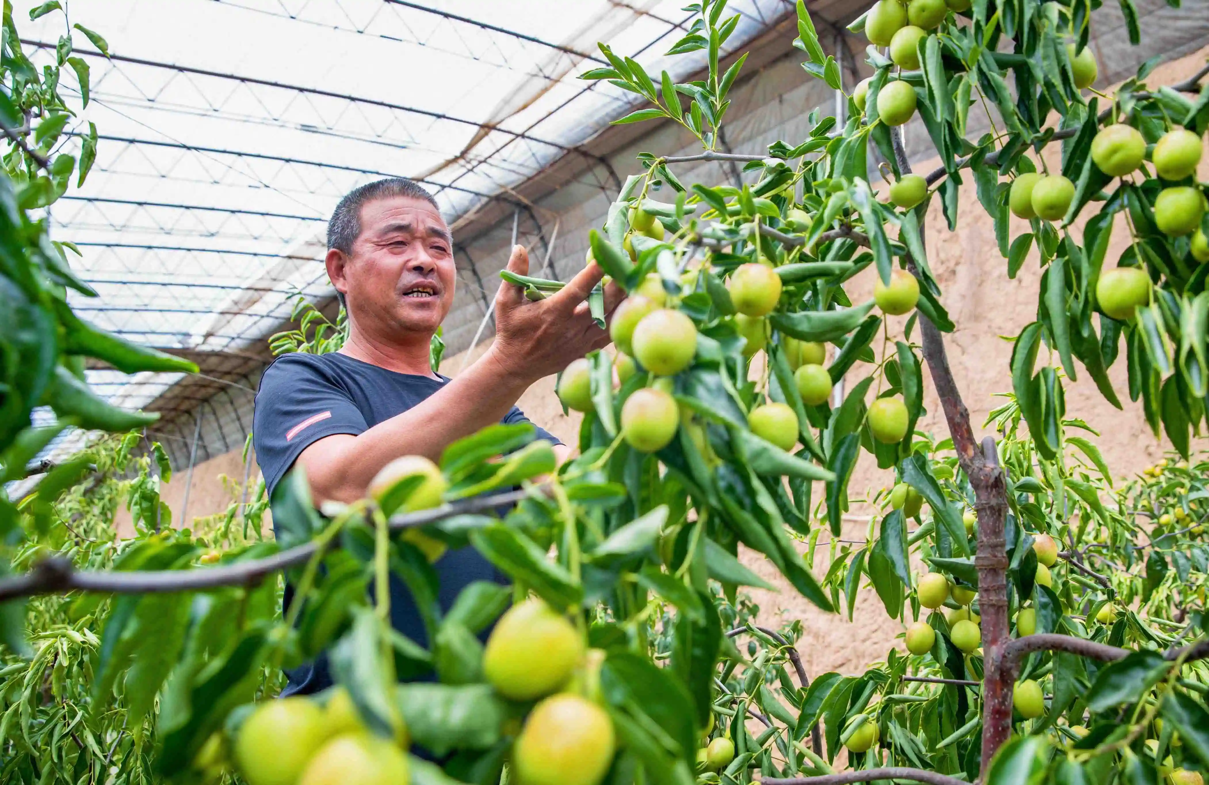 增长12.34% !2023年渭南水果区域公用品牌总价值269.1亿元