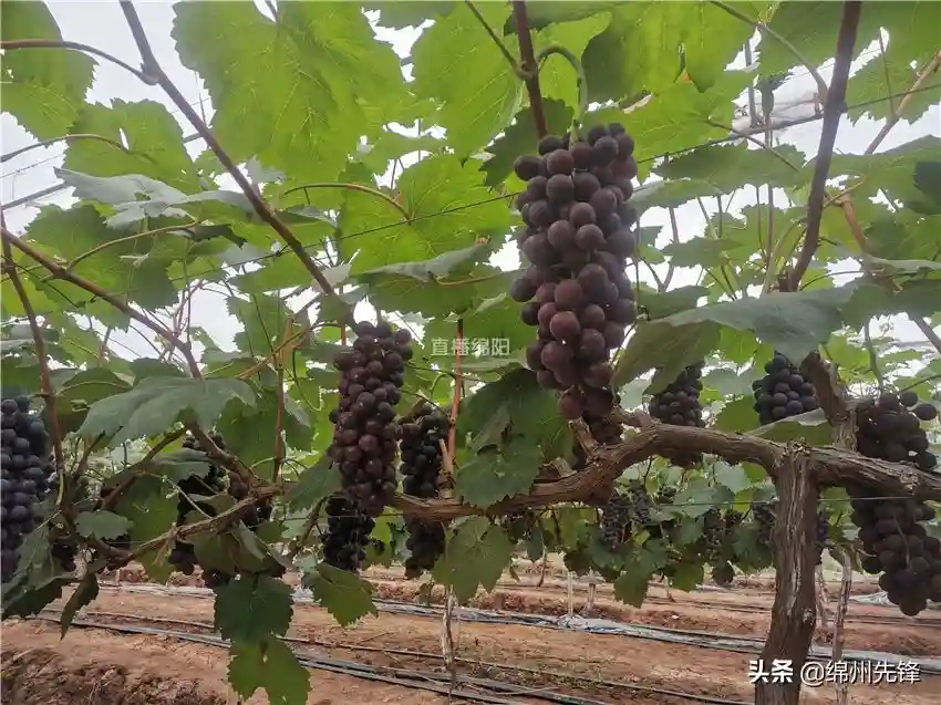 端午出游，摘个果果吧！绵阳各区县水果采摘好去处→