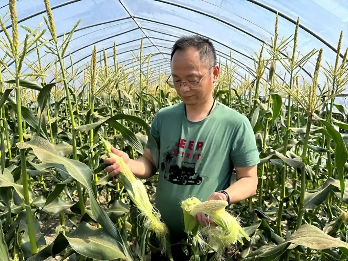 种水果玉米11年，他是如何种到金山区规模产量最大？