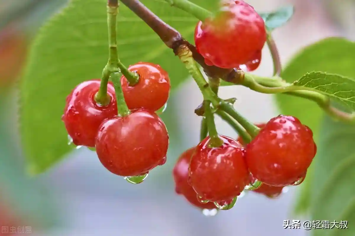 人间四月天，水果也飘香：枇杷，菠萝，桑葚，樱桃，缤纷上市