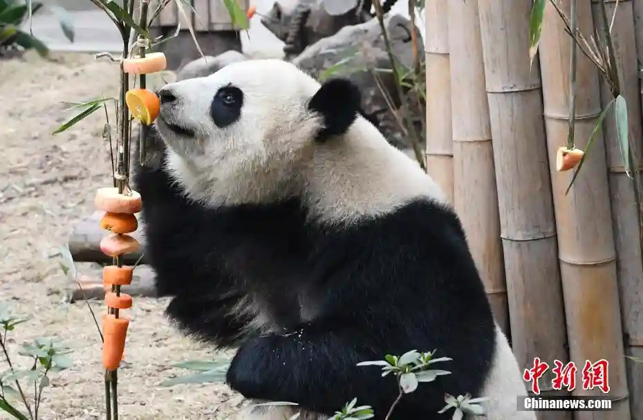 成都大熊猫基地办新春丰容活动 水果“糖葫芦”插满地