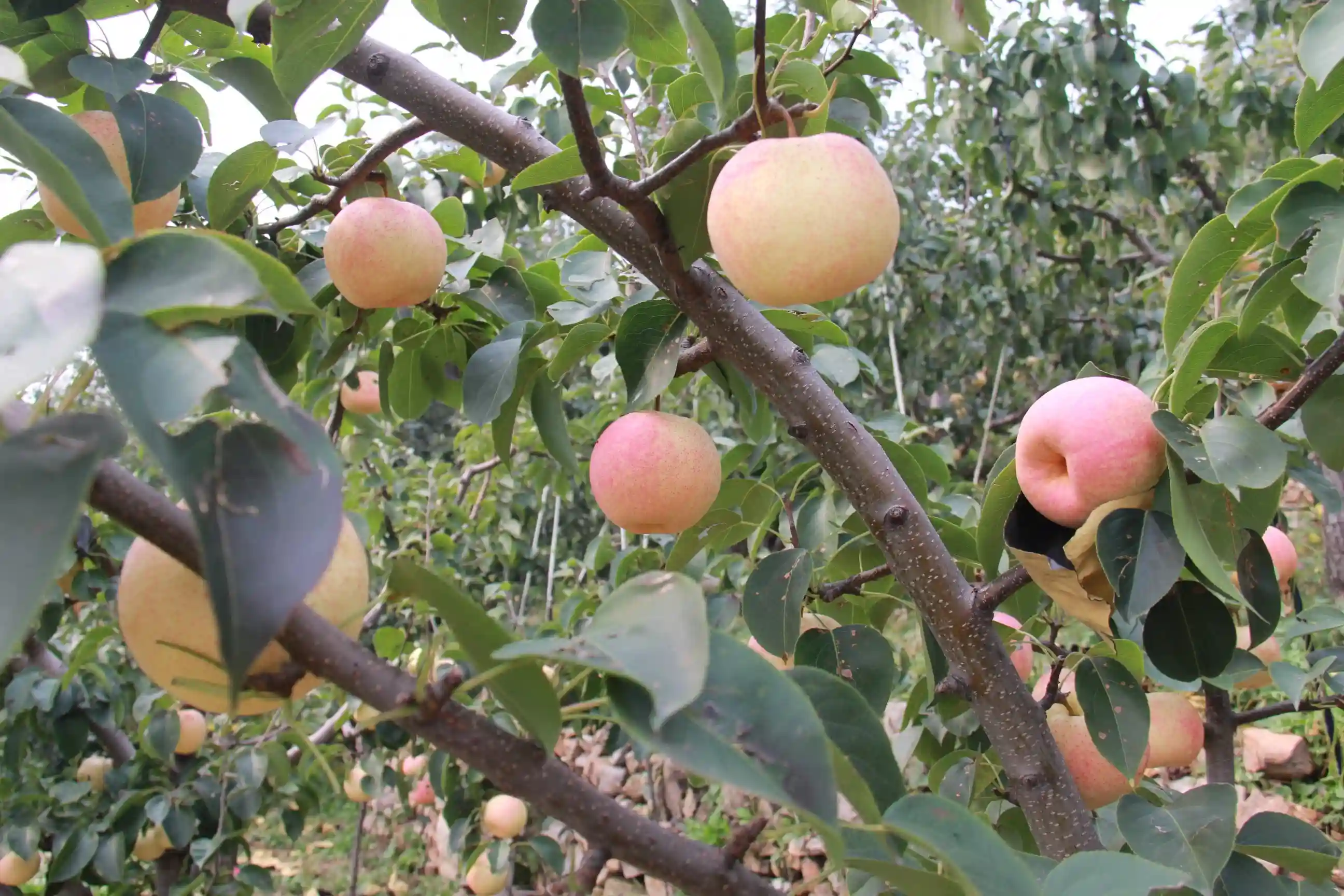 有口福！北京4种国家地理标志水果丰收，将陆续上市