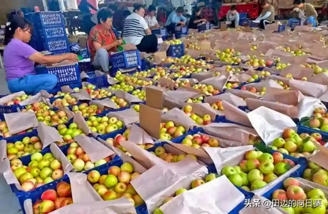 山东冷库苹果交易启航，冬季美味水果价格意外稳定？