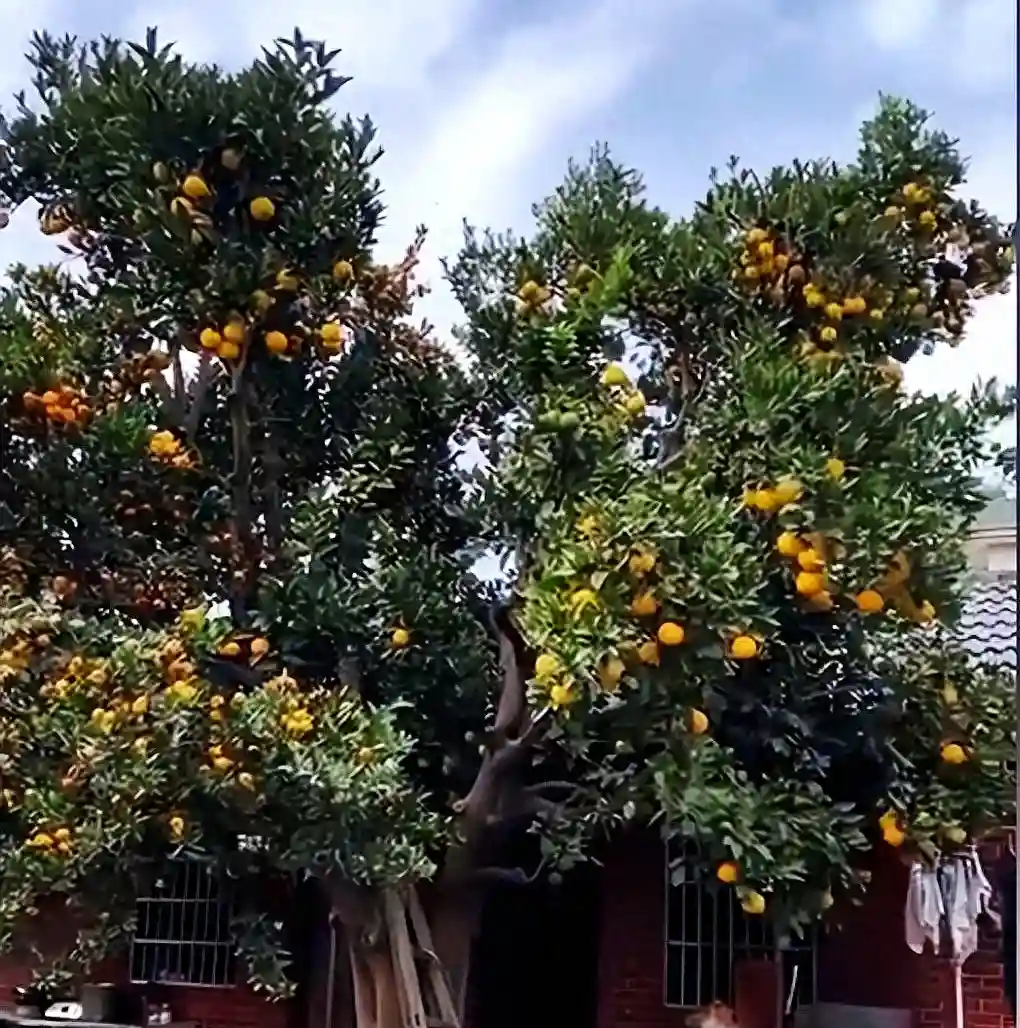 神奇！杭州一棵树结了10多种水果，美国还有结40种的