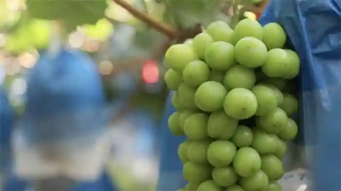 海报观察丨“流量”水果纷纷没落 谁能成为下一个“顶流”？