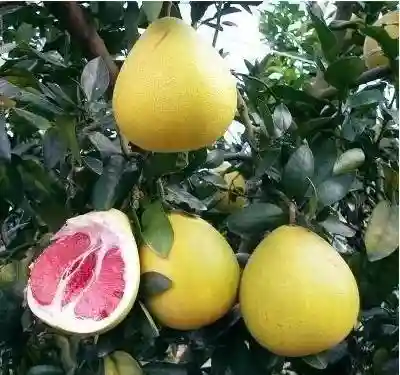 今年下跌厉害的4种水果，滞销到“没人要”，什么原因呢