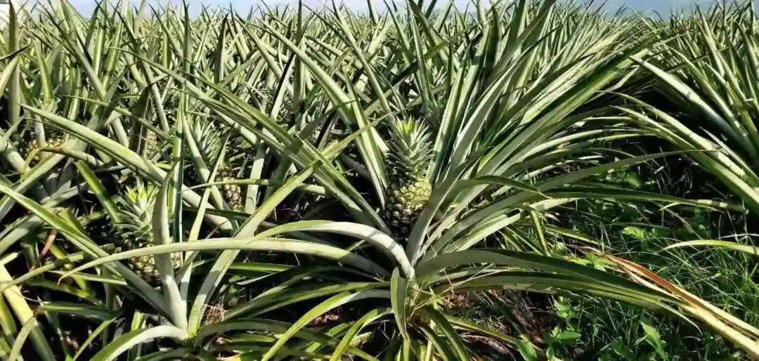 请扩散！海南水果因疫情滞销，600万斤金菠萝急寻买家