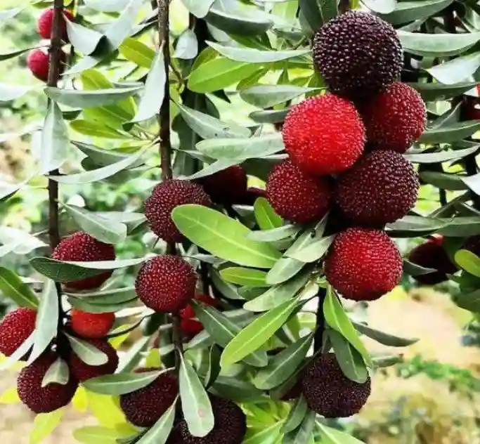 “六一”、端午带孩子采摘吧！重庆各地水果采摘地图来了