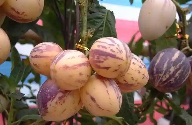 香瓜茄别名人参果，是一种高营养水果，果肉清香多汁